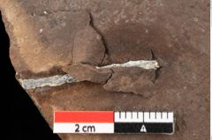 Foto (Detailansicht) von Rhytisma parschlugianum Ettingshausen (NHMW-GEO-2024-0188-0089a)